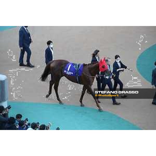 Japan Cup of Tokyo - - Tokyo, Fuchu racecourse Simca Mille in the paddock of the 42nd Japan Cup - 27 November 2022 - ph.Stefano Grasso/Longines/Japan Cup