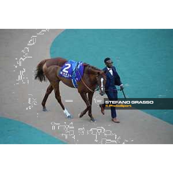 Japan Cup of Tokyo - - Tokyo, Fuchu racecourse Onesto in the paddock of the 42nd Japan Cup - 27 November 2022 - ph.Stefano Grasso/Longines/Japan Cup