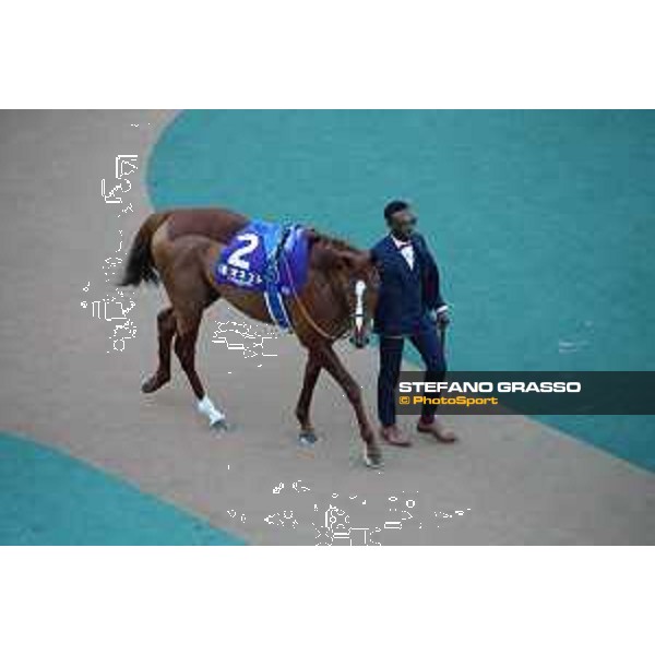 Japan Cup of Tokyo - - Tokyo, Fuchu racecourse Onesto in the paddock of the 42nd Japan Cup - 27 November 2022 - ph.Stefano Grasso/Longines/Japan Cup