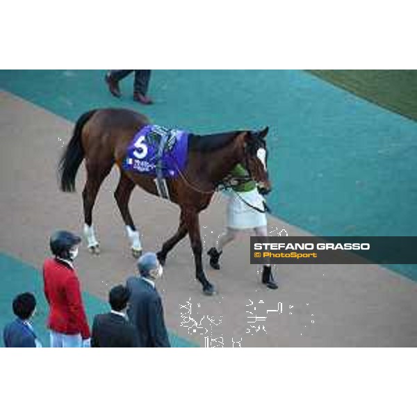 Japan Cup of Tokyo - - Tokyo, Fuchu racecourse Grand Glory in the paddock of the 42nd Japan Cup - 27 November 2022 - ph.Stefano Grasso/Longines/Japan Cup