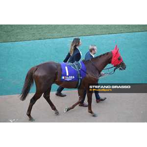 Japan Cup of Tokyo - - Tokyo, Fuchu racecourse Simca Mille in the paddock of the 42nd Japan Cup - 27 November 2022 - ph.Stefano Grasso/Longines/Japan Cup