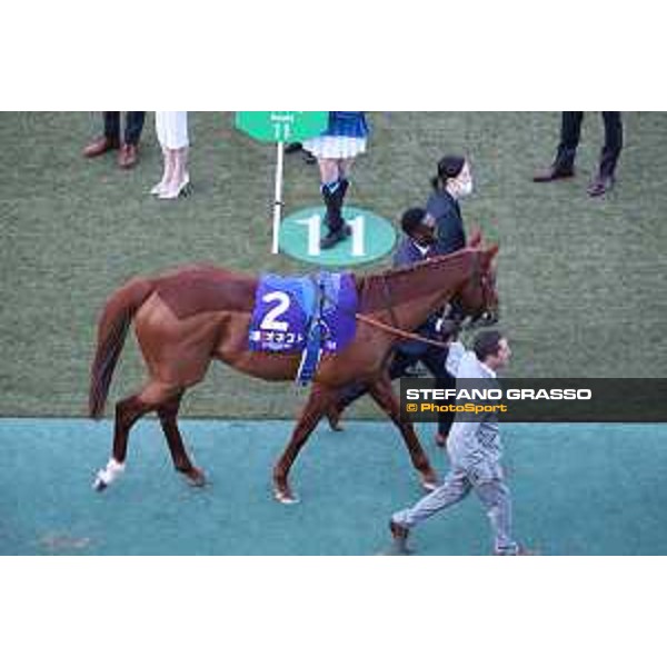 Japan Cup of Tokyo - - Tokyo, Fuchu racecourse Onesto in the paddock of the 42nd Japan Cup - 27 November 2022 - ph.Stefano Grasso/Longines/Japan Cup