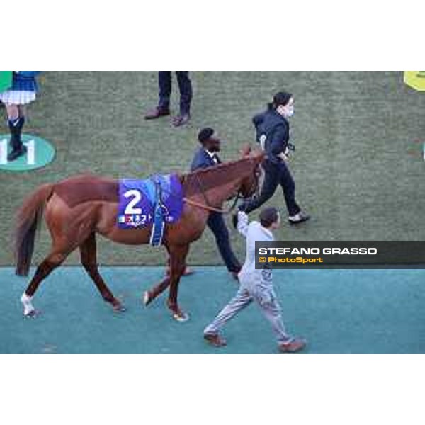 Japan Cup of Tokyo - - Tokyo, Fuchu racecourse Onesto in the paddock of the 42nd Japan Cup - 27 November 2022 - ph.Stefano Grasso/Longines/Japan Cup