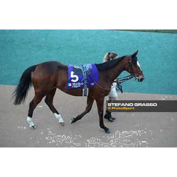 Japan Cup of Tokyo - - Tokyo, Fuchu racecourse Grand Glory in the paddock of the 42nd Japan Cup - 27 November 2022 - ph.Stefano Grasso/Longines/Japan Cup