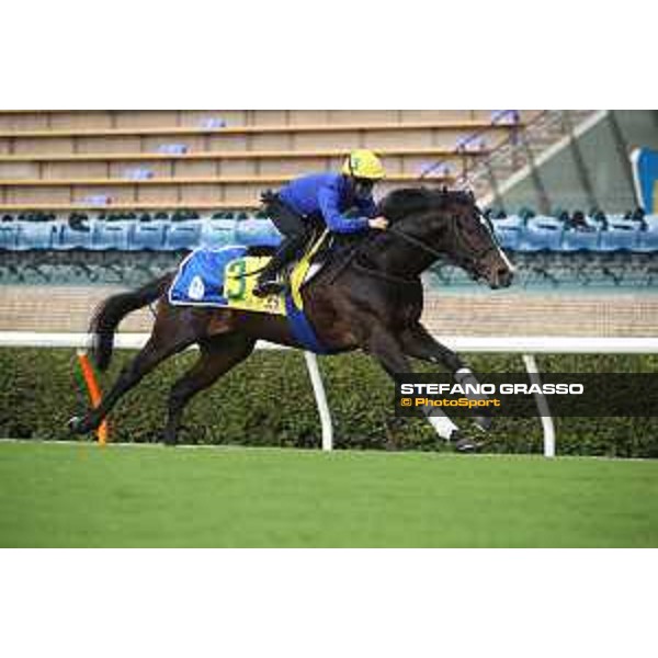 LHKIR 2022 of Hong Kong - - Hong Kong, Sha Tin racecourse Morning track works at Sha Tin racecourse - Gendarme - 7 December 2022 - ph.Stefano Grasso/Longines/LHKIR 2022