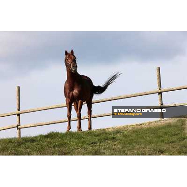 St. Paul House pictured at I Mandorl Stud farm Cedri di Peccioli (SI), 18th oct. 2009 ph.Stefano Grasso