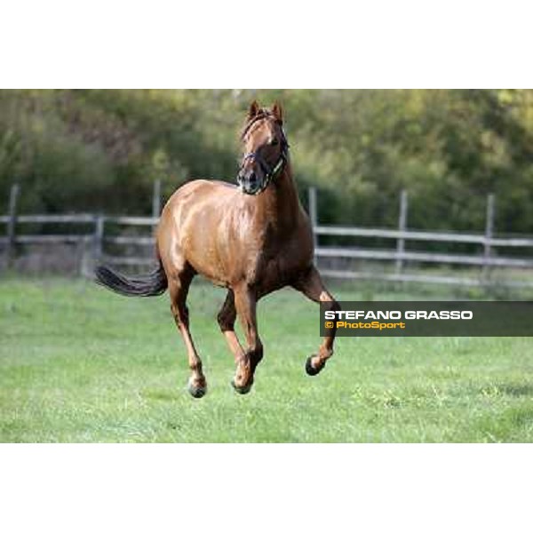 St. Paul House pictured at I Mandorl Stud farm Cedri di Peccioli (SI), 18th oct. 2009 ph.Stefano Grasso