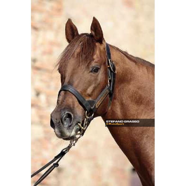 St. Paul House pictured at I Mandorl Stud farm Cedri di Peccioli (SI), 18th oct. 2009 ph.Stefano Grasso