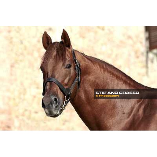 St. Paul House pictured at I Mandorl Stud farm Cedri di Peccioli (SI), 18th oct. 2009 ph.Stefano Grasso