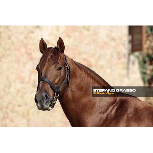 St. Paul House pictured at I Mandorl Stud farm Cedri di Peccioli (SI), 18th oct. 2009 ph.Stefano Grasso