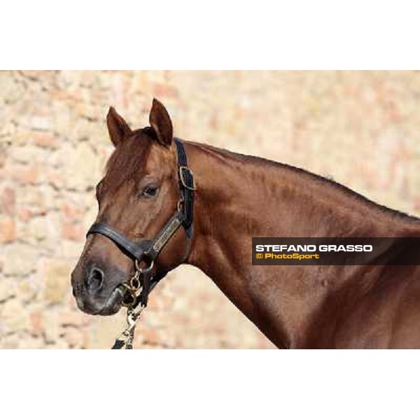 St. Paul House pictured at I Mandorl Stud farm Cedri di Peccioli (SI), 18th oct. 2009 ph.Stefano Grasso
