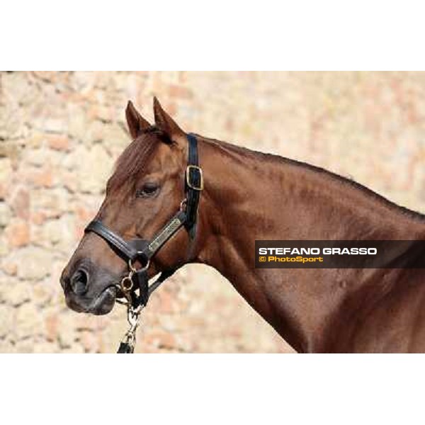 St. Paul House pictured at I Mandorl Stud farm Cedri di Peccioli (SI), 18th oct. 2009 ph.Stefano Grasso