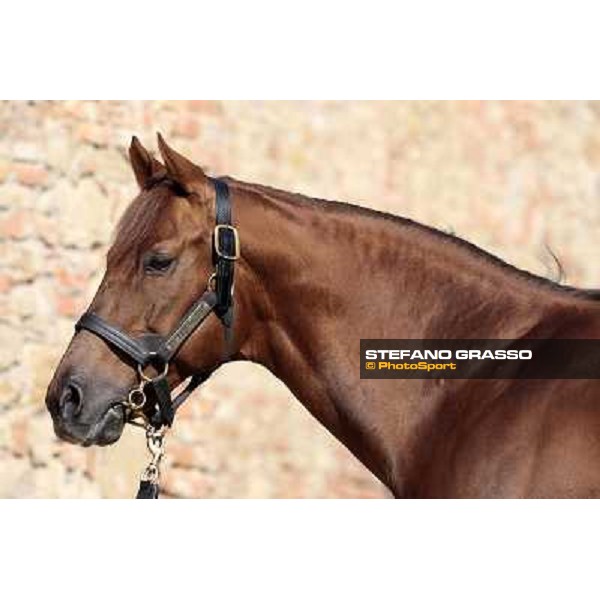 St. Paul House pictured at I Mandorl Stud farm Cedri di Peccioli (SI), 18th oct. 2009 ph.Stefano Grasso