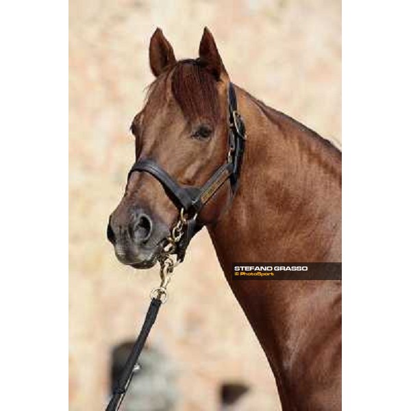 St. Paul House pictured at I Mandorl Stud farm Cedri di Peccioli (SI), 18th oct. 2009 ph.Stefano Grasso