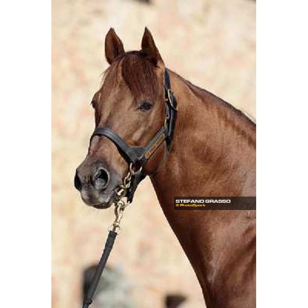 St. Paul House pictured at I Mandorl Stud farm Cedri di Peccioli (SI), 18th oct. 2009 ph.Stefano Grasso