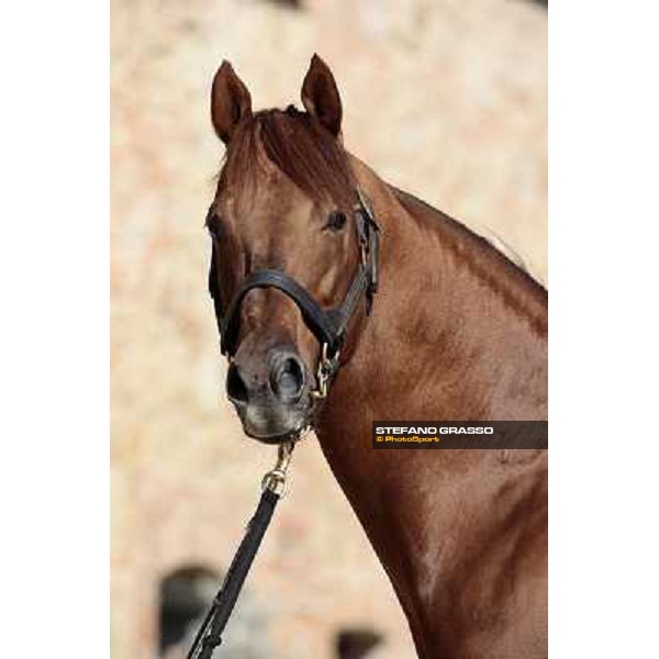 St. Paul House pictured at I Mandorl Stud farm Cedri di Peccioli (SI), 18th oct. 2009 ph.Stefano Grasso