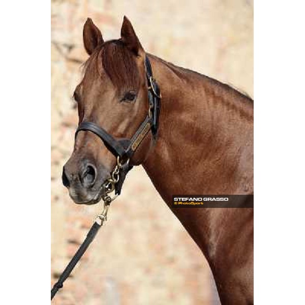 St. Paul House pictured at I Mandorl Stud farm Cedri di Peccioli (SI), 18th oct. 2009 ph.Stefano Grasso