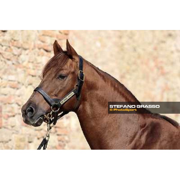 St. Paul House pictured at I Mandorl Stud farm Cedri di Peccioli (SI), 18th oct. 2009 ph.Stefano Grasso