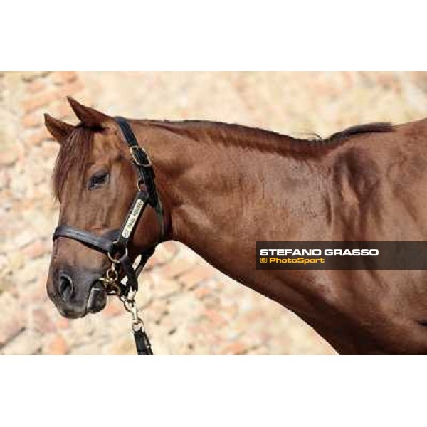 St. Paul House pictured at I Mandorl Stud farm Cedri di Peccioli (SI), 18th oct. 2009 ph.Stefano Grasso