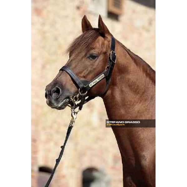 St. Paul House pictured at I Mandorl Stud farm Cedri di Peccioli (SI), 18th oct. 2009 ph.Stefano Grasso