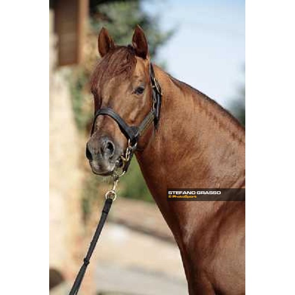 St. Paul House pictured at I Mandorl Stud farm Cedri di Peccioli (SI), 18th oct. 2009 ph.Stefano Grasso