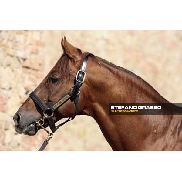 St. Paul House pictured at I Mandorl Stud farm Cedri di Peccioli (SI), 18th oct. 2009 ph.Stefano Grasso