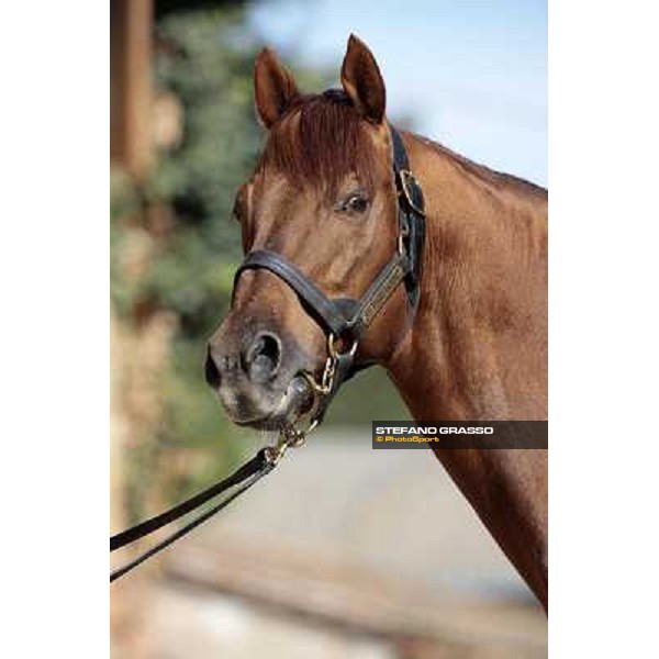 St. Paul House pictured at I Mandorl Stud farm Cedri di Peccioli (SI), 18th oct. 2009 ph.Stefano Grasso