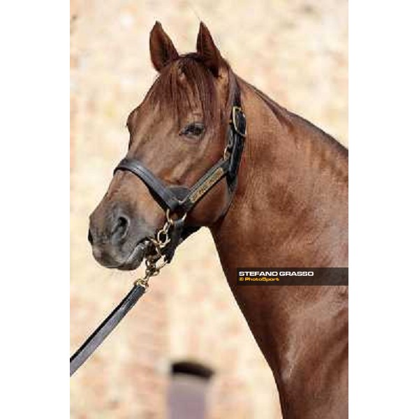 St. Paul House pictured at I Mandorl Stud farm Cedri di Peccioli (SI), 18th oct. 2009 ph.Stefano Grasso
