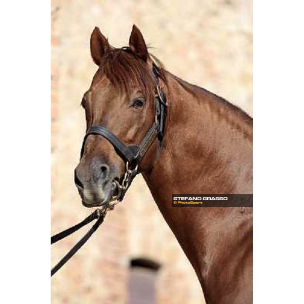 St. Paul House pictured at I Mandorl Stud farm Cedri di Peccioli (SI), 18th oct. 2009 ph.Stefano Grasso