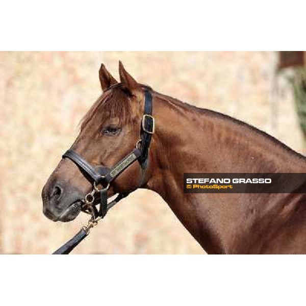 St. Paul House pictured at I Mandorl Stud farm Cedri di Peccioli (SI), 18th oct. 2009 ph.Stefano Grasso
