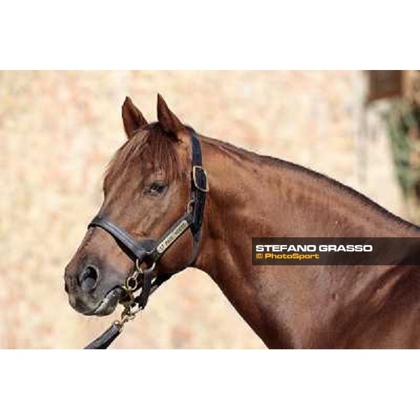 St. Paul House pictured at I Mandorl Stud farm Cedri di Peccioli (SI), 18th oct. 2009 ph.Stefano Grasso