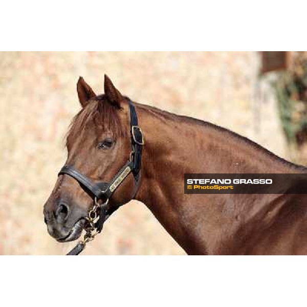 St. Paul House pictured at I Mandorl Stud farm Cedri di Peccioli (SI), 18th oct. 2009 ph.Stefano Grasso