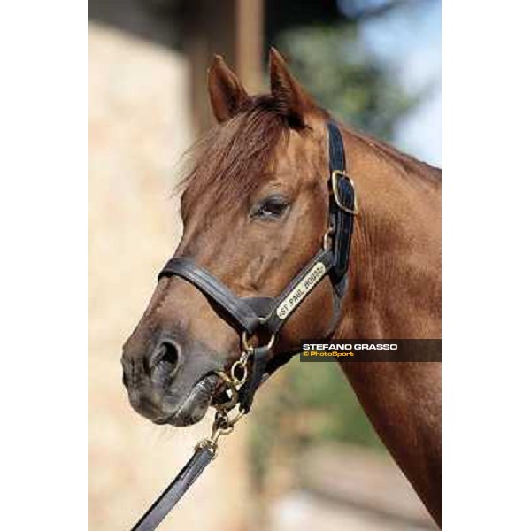 St. Paul House pictured at I Mandorl Stud farm Cedri di Peccioli (SI), 18th oct. 2009 ph.Stefano Grasso