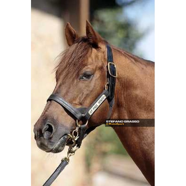St. Paul House pictured at I Mandorl Stud farm Cedri di Peccioli (SI), 18th oct. 2009 ph.Stefano Grasso