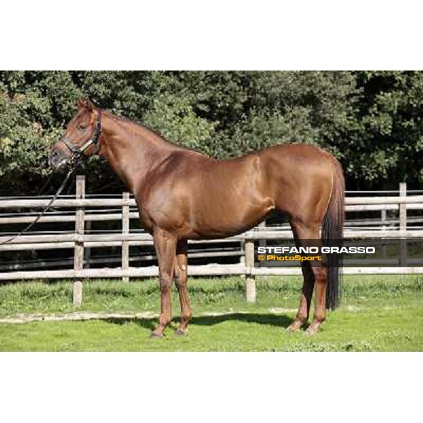 St. Paul House pictured at I Mandorl Stud farm Cedri di Peccioli (SI), 18th oct. 2009 ph.Stefano Grasso