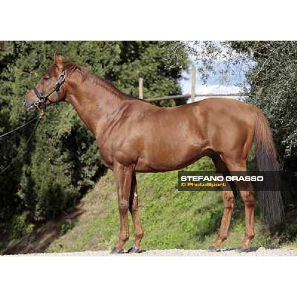 St. Paul House pictured at I Mandorl Stud farm Cedri di Peccioli (SI), 18th oct. 2009 ph.Stefano Grasso