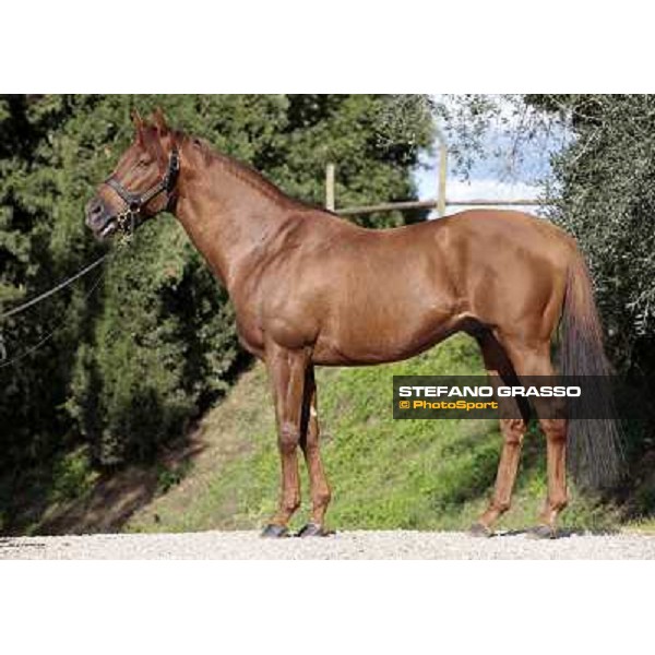 St. Paul House pictured at I Mandorl Stud farm Cedri di Peccioli (SI), 18th oct. 2009 ph.Stefano Grasso
