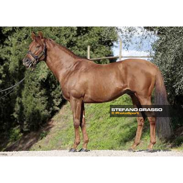 St. Paul House pictured at I Mandorl Stud farm Cedri di Peccioli (SI), 18th oct. 2009 ph.Stefano Grasso