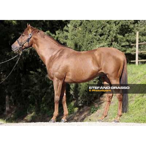St. Paul House pictured at I Mandorl Stud farm Cedri di Peccioli (SI), 18th oct. 2009 ph.Stefano Grasso