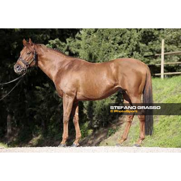 St. Paul House pictured at I Mandorl Stud farm Cedri di Peccioli (SI), 18th oct. 2009 ph.Stefano Grasso