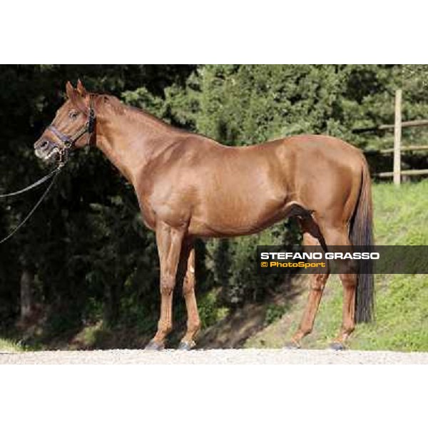 St. Paul House pictured at I Mandorl Stud farm Cedri di Peccioli (SI), 18th oct. 2009 ph.Stefano Grasso