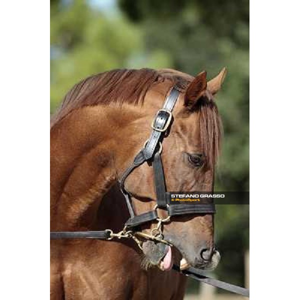 St. Paul House pictured at I Mandorl Stud farm Cedri di Peccioli (SI), 18th oct. 2009 ph.Stefano Grasso