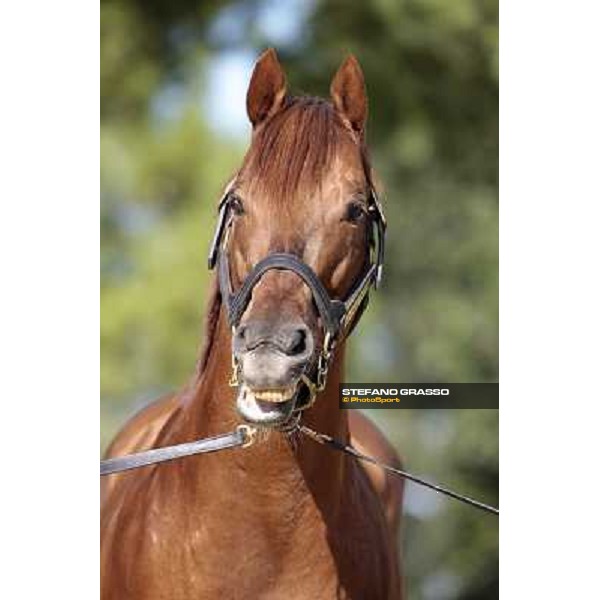 St. Paul House pictured at I Mandorl Stud farm Cedri di Peccioli (SI), 18th oct. 2009 ph.Stefano Grasso