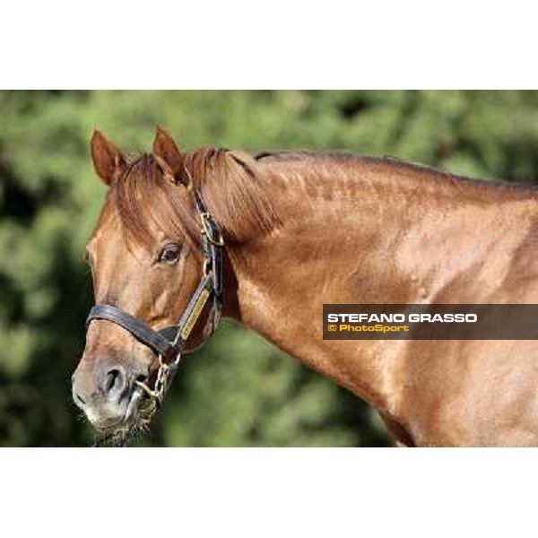 St. Paul House pictured at I Mandorl Stud farm Cedri di Peccioli (SI), 18th oct. 2009 ph.Stefano Grasso
