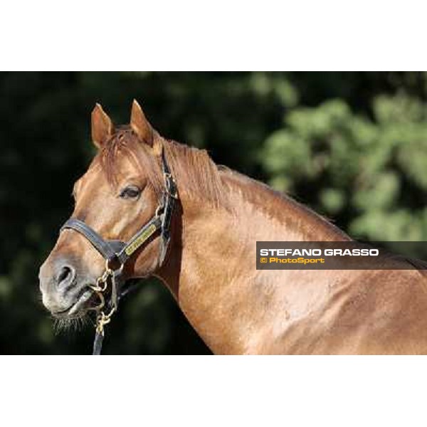 St. Paul House pictured at I Mandorl Stud farm Cedri di Peccioli (SI), 18th oct. 2009 ph.Stefano Grasso