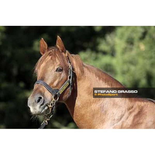 St. Paul House pictured at I Mandorl Stud farm Cedri di Peccioli (SI), 18th oct. 2009 ph.Stefano Grasso