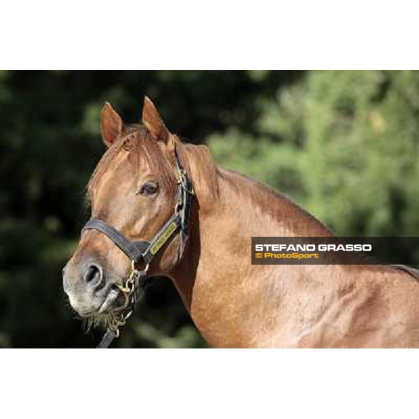St. Paul House pictured at I Mandorl Stud farm Cedri di Peccioli (SI), 18th oct. 2009 ph.Stefano Grasso