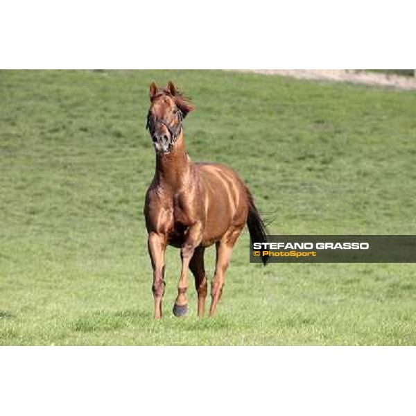 St. Paul House pictured at I Mandorl Stud farm Cedri di Peccioli (SI), 18th oct. 2009 ph.Stefano Grasso