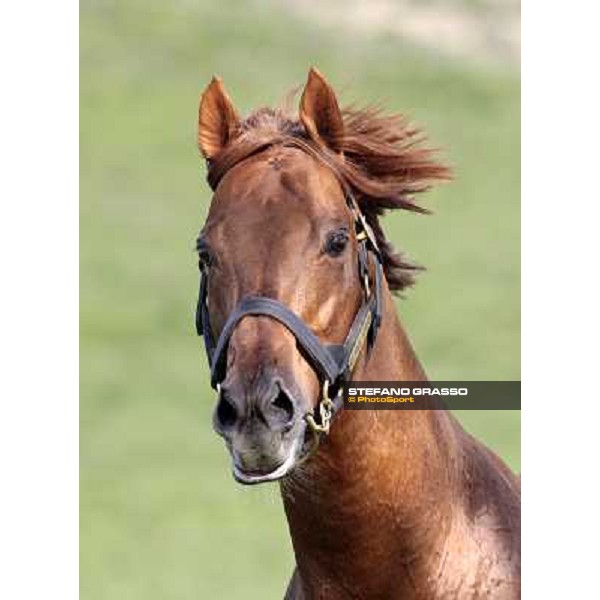 St. Paul House pictured at I Mandorl Stud farm Cedri di Peccioli (SI), 18th oct. 2009 ph.Stefano Grasso