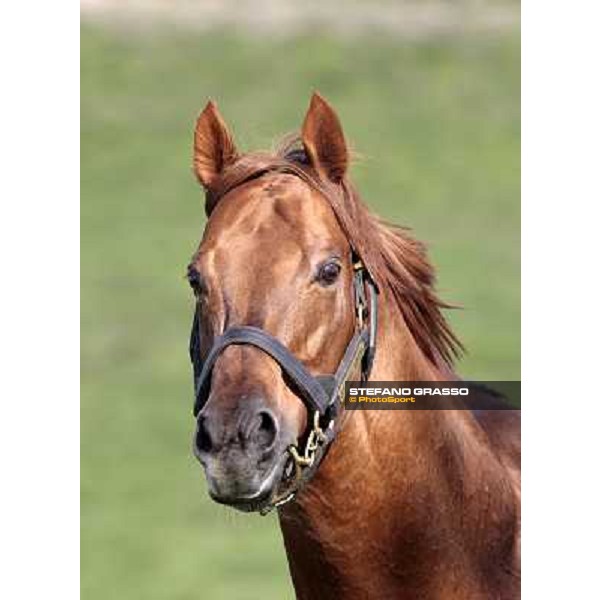 St. Paul House pictured at I Mandorl Stud farm Cedri di Peccioli (SI), 18th oct. 2009 ph.Stefano Grasso